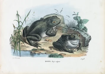 Crapaud commun, 1863-79